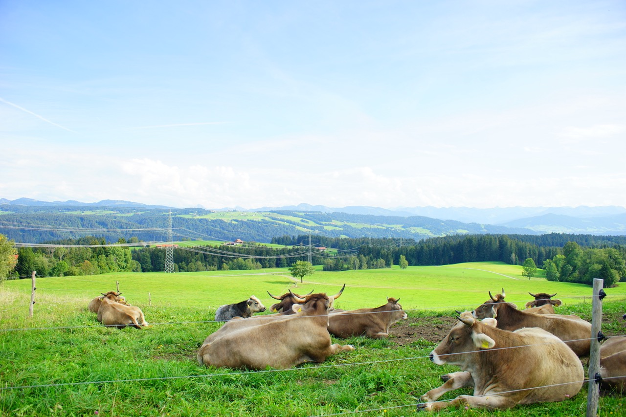 Groß (Aussicht mit Kühen)